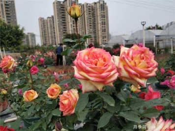 玫瑰的的古老传说