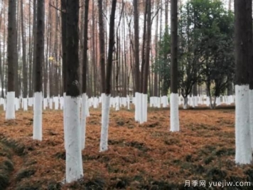 树木涂白注意事项