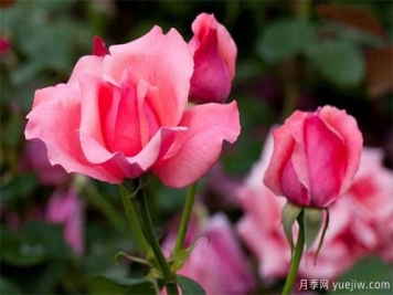 月季的特性