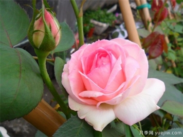 月季的形态特征