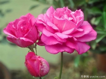 月季有哪些价值？