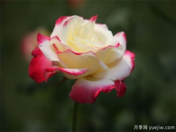 夏季月季病虫害的防治