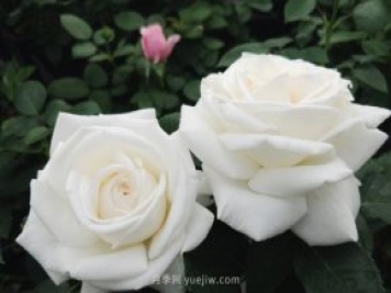 推荐9大白色系月季品种，纯净洁白的花花世界