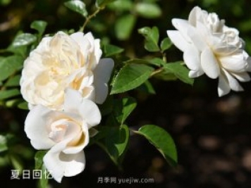 夏日回忆月季