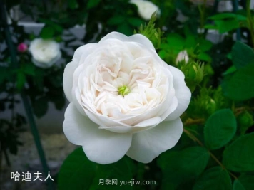 哈迪夫人月季的优缺点是什么？