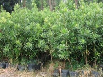 罗汉松树苗的种植方法