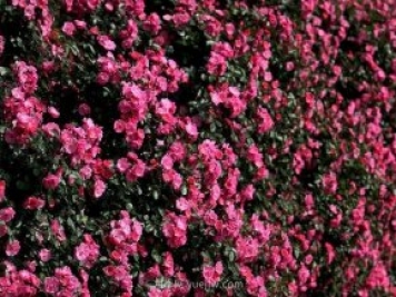 中国原产地，月季花伟大而平凡