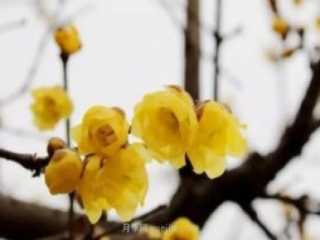 红梅和蜡梅的区别