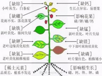 月季植物缺素有哪些现象