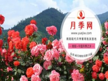 月季网热销月季品种大全
