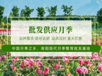 未来十年最值得投资的月季苗木，具备这4大特点