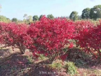 火焰卫矛盆栽苗的修剪技巧和养护管理要点