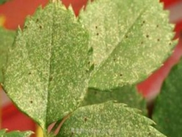 夏季高温红蜘蛛危害达到高峰，怎样有效进行防治？