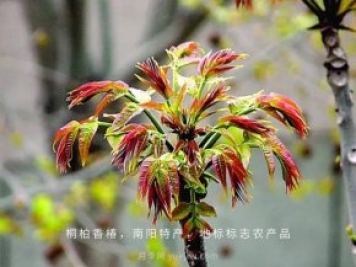 桐柏香椿树应该如何种植？