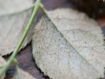 红蜘蛛，夏季月季头号害虫，有一整套防治方法