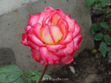 怡红院月季