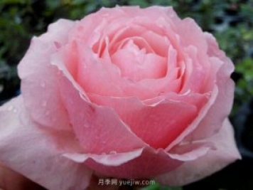 迷人的罩杯月季