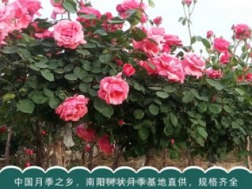 月季苗木一般是批发给谁了？