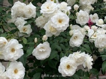 世界上Zui受欢迎的纯白色藤本月季花—藤冰山
