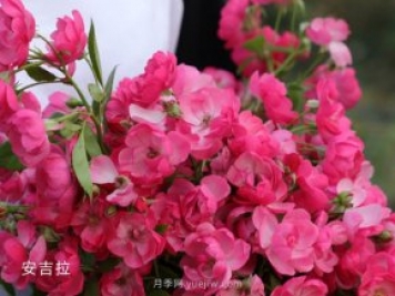 月季等10个常见花卉的科普百科