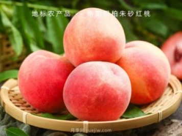桐柏朱砂红桃品种图片和产地价格