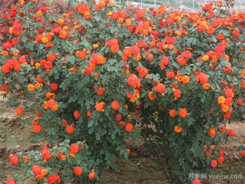 花仙月季的优缺点是什么？