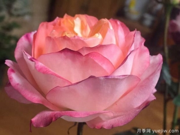 苹果运气月季的优缺点是什么？