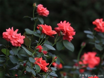 月季白粉病怎样防治