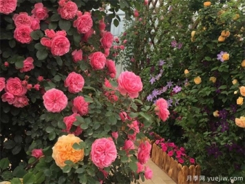 夏季大棚树状月季基地的管理