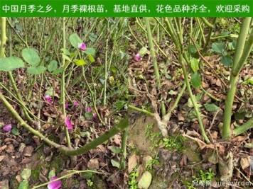 养护注意4点，提高月季裸根苗的成活率