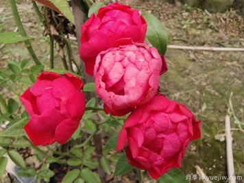 红木香花可以种在家里吗？