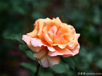 介绍一下月季花？