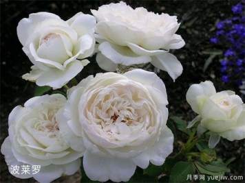 21朵白玫瑰的象征意义