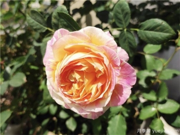 100种玫瑰花的名字，来了解下不同颜色的品种月季