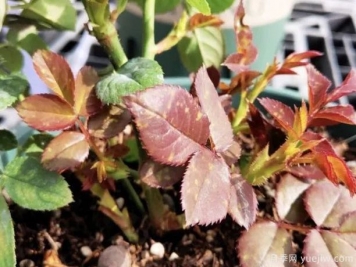 秋冬季节的藤本月季和灌木月季笋芽需简要剪掉吗？