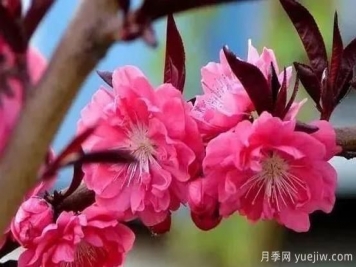 红叶碧桃的种植养护及修剪技术方法介绍