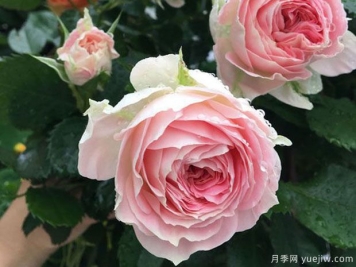 绒球门廊月季/绒球花环/门廊绒球