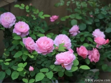 月季花种子播种，月季花养殖方法