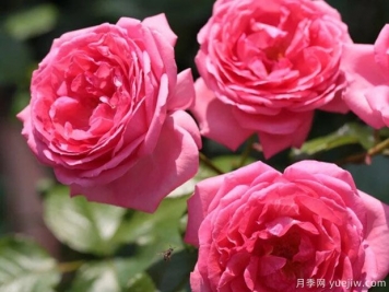 莫利纳尔玫瑰月季/莫利纳之花