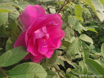 四季玫瑰的种植方法和养护要点