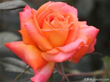 大花月季与丰花月季有什么区别