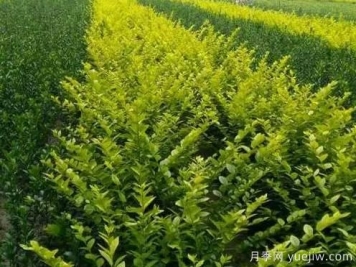 大叶黄杨的养殖护理