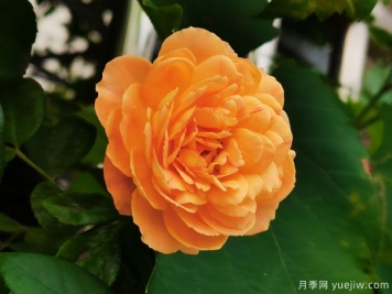 抗病耐热的蜂蜜焦糖月季该如何去养护？