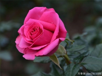 冬天月季要冬剪清园，来年花多苗壮病虫少