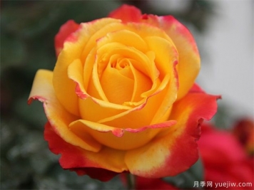 月季花如何保鲜？月季花的保存方法有哪些？