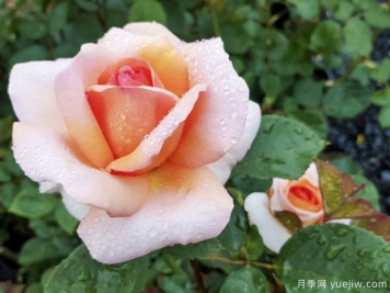 老爷的美人月季的优缺点是什么？