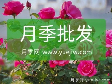 批发月季就找月季网