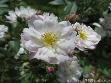 桑利总裁月季