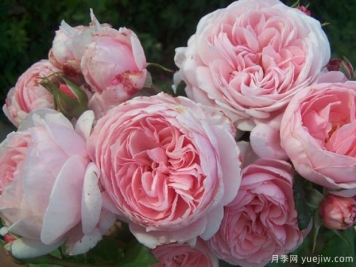 圣米歇尔山的奇迹月季