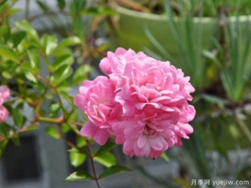 小仙女月季的优缺点是什么？